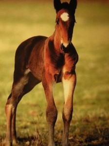 Obrazek