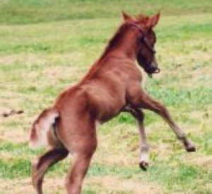 Obrazek