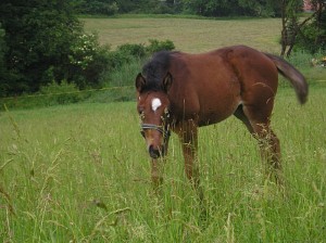 Obrazek