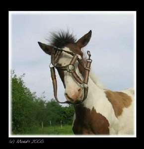 Obrazek