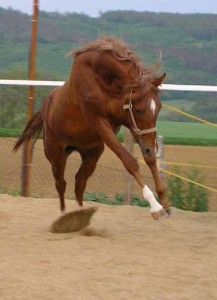 Obrazek