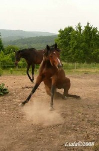 Obrazek