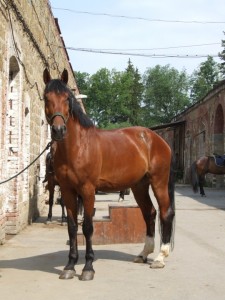 Obrazek