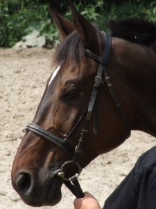 Obrazek