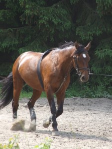 Obrazek