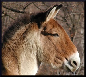 Obrazek