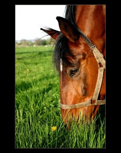 Obrazek